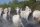Dr. Chiu's photography-7